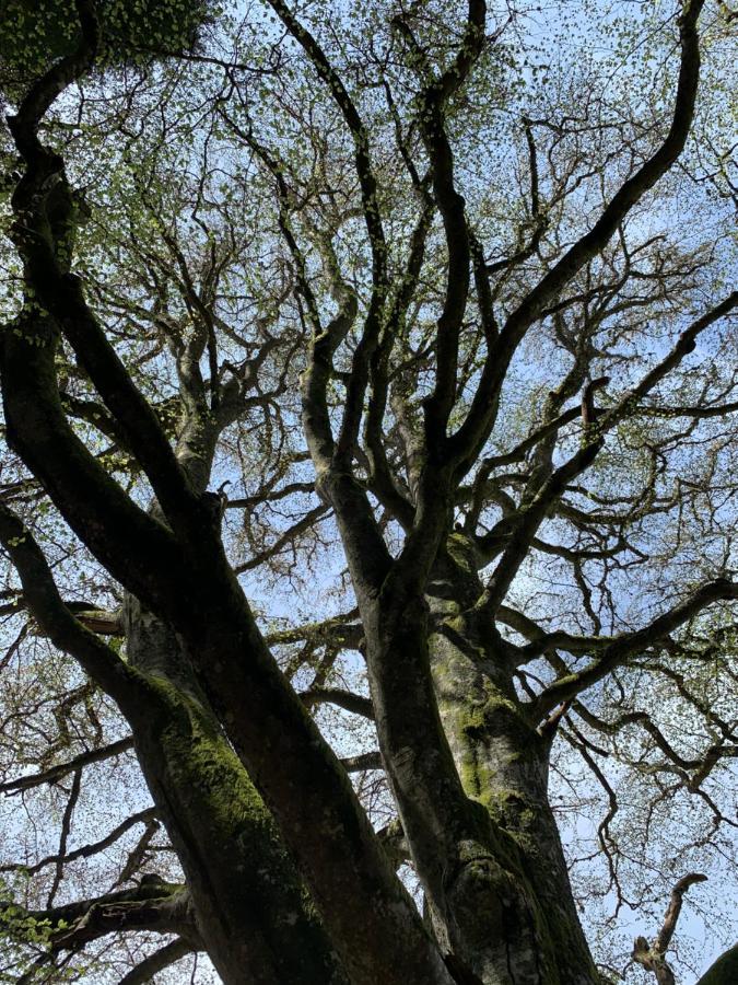 Gite " Oree Des Bois" Vertolaye ภายนอก รูปภาพ