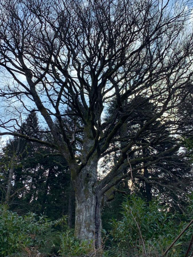 Gite " Oree Des Bois" Vertolaye ภายนอก รูปภาพ