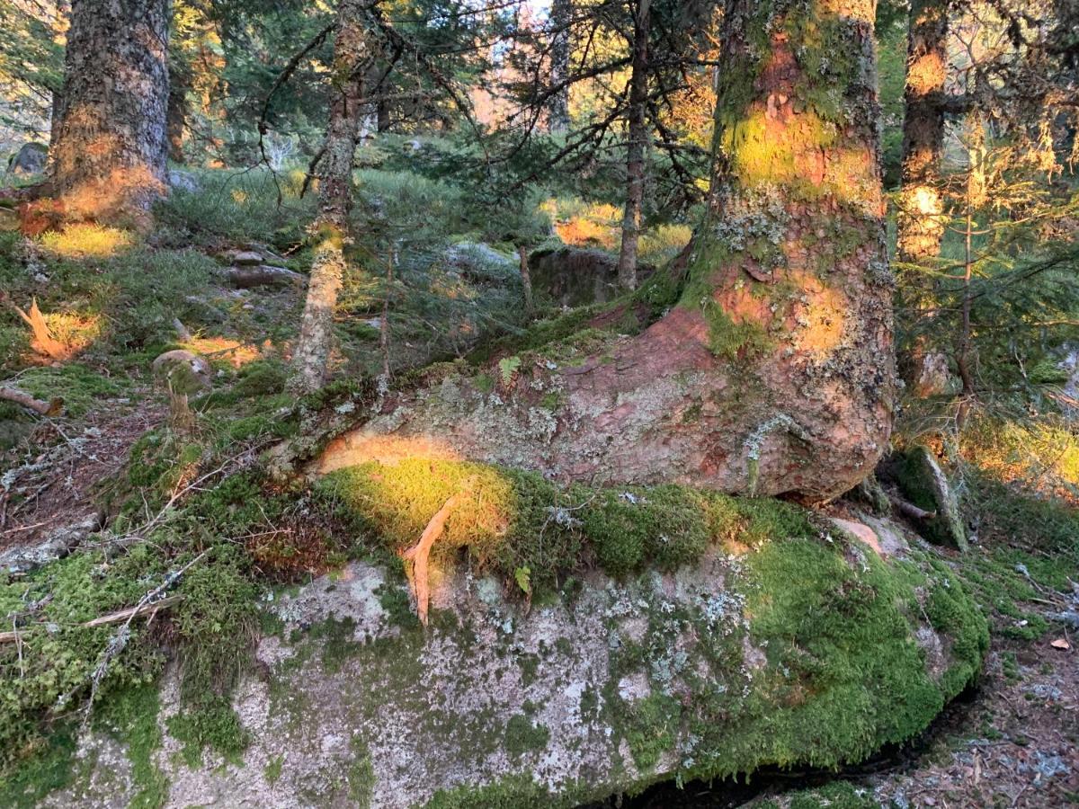 Gite " Oree Des Bois" Vertolaye ภายนอก รูปภาพ
