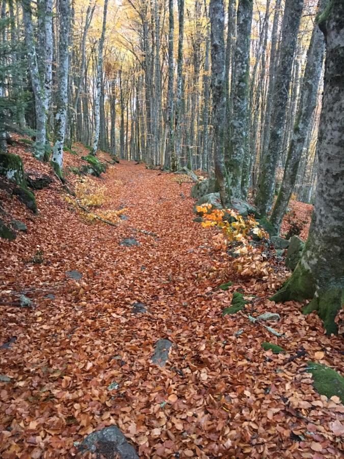 Gite " Oree Des Bois" Vertolaye ภายนอก รูปภาพ